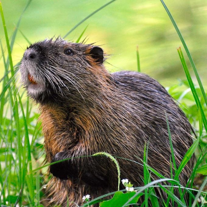 Nutria removal in North West Oregon and the Willamette Valley