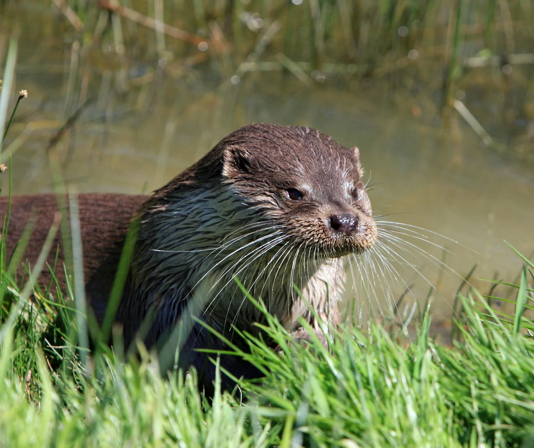 River Otter removal and control in the Portland Metro area and the Willamette Valley