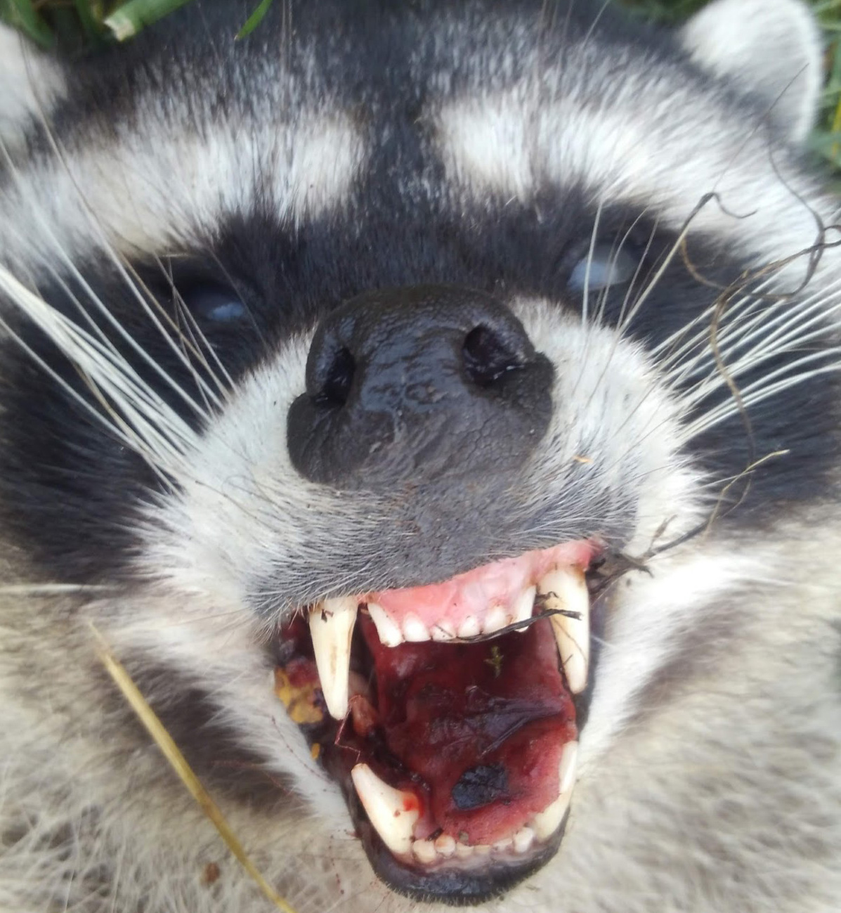 Raccoon pest removal in portland metro area