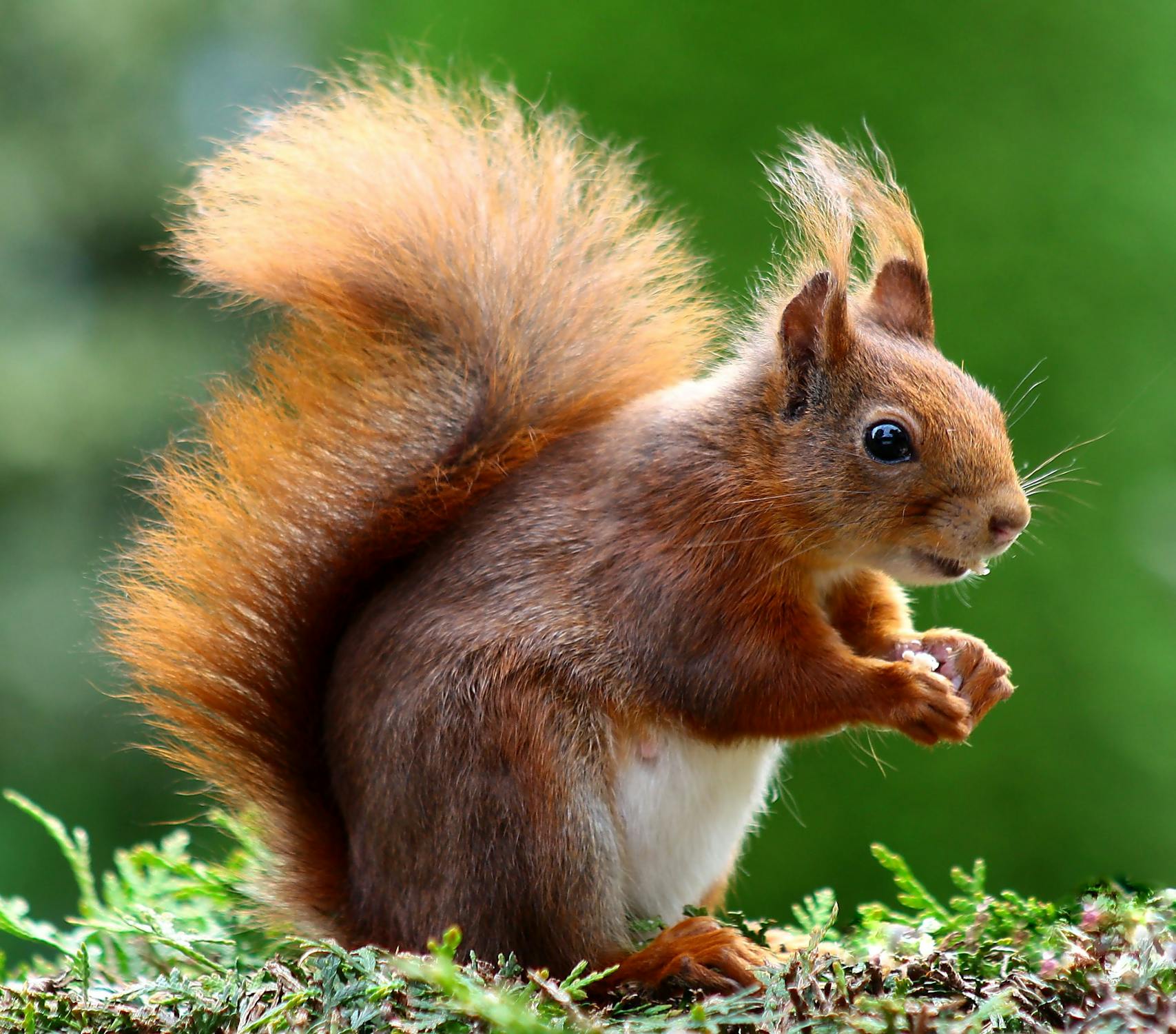 Squirrel pest removal in Oregon