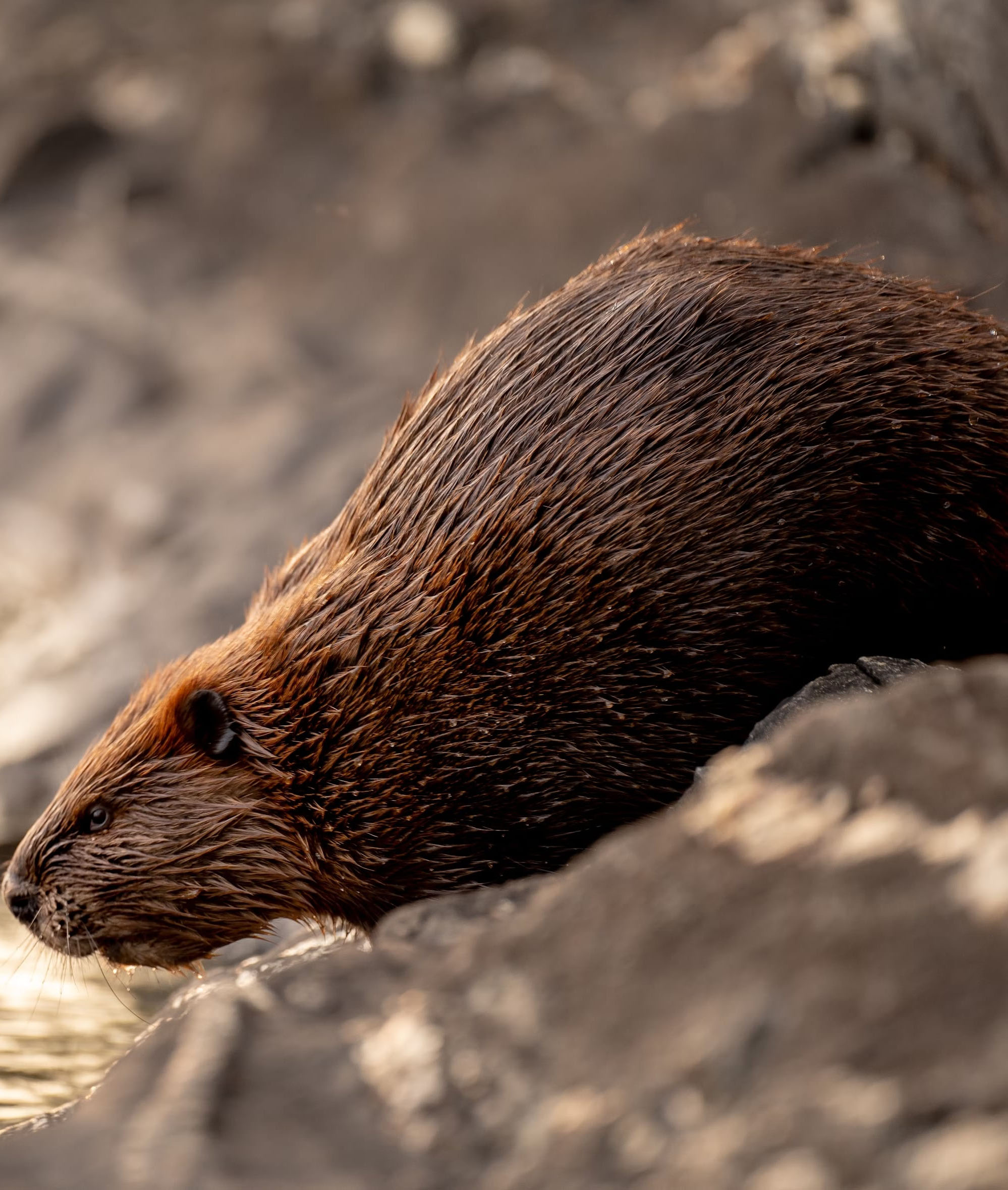 Wild American Beavers terrorize home owners all over the PNW - call us now for professional beaver removal near you