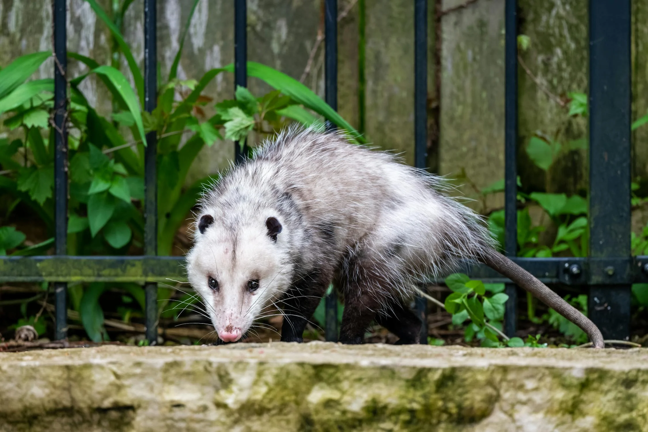 Wild opossums run rampant throughout the Pacific Northwest. Animal Control NW are professional trappers that will alleviate your opossum pest problem