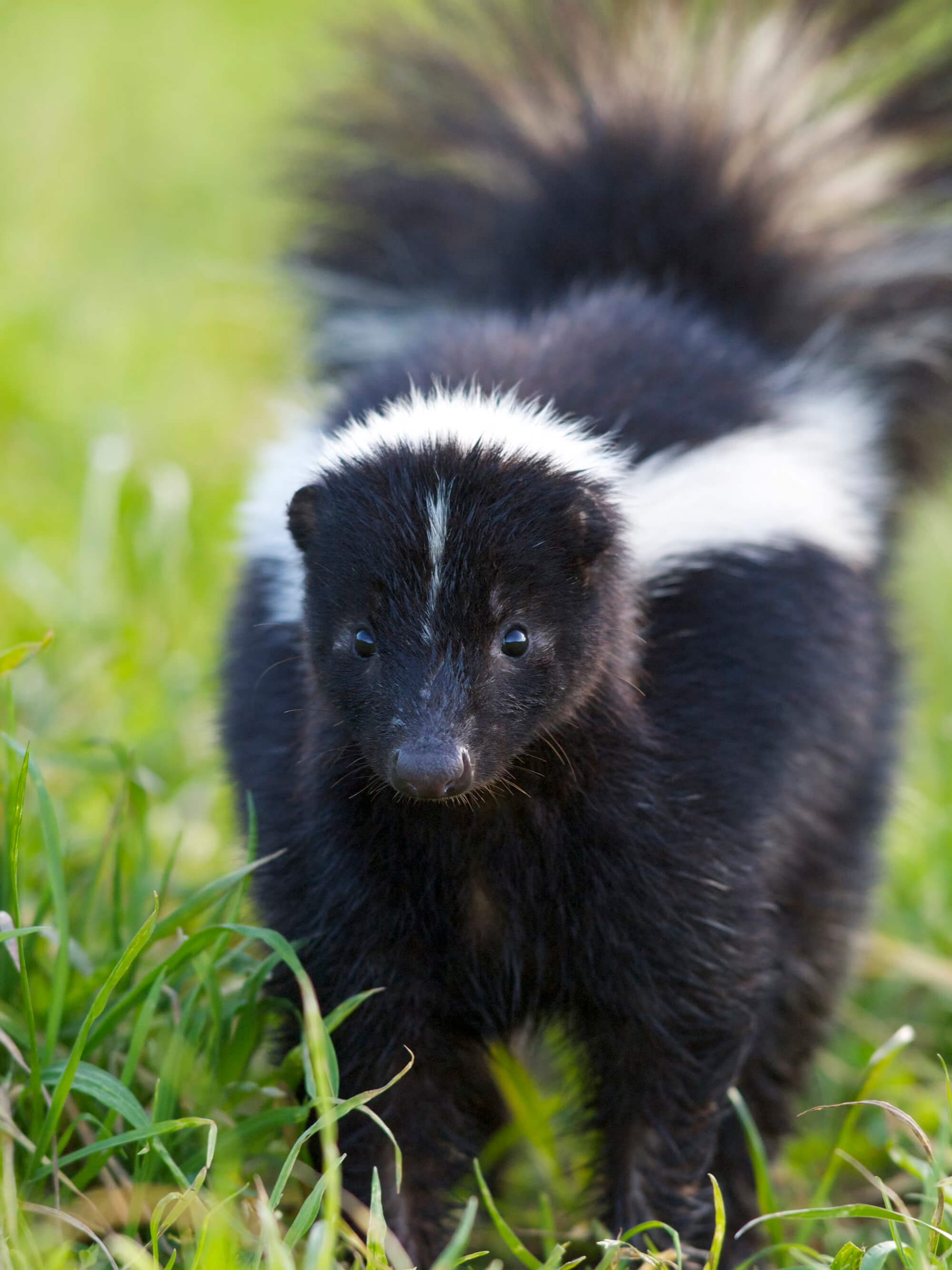 We handle wild skunk exterminations and trapping